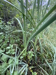 Typha latifolia