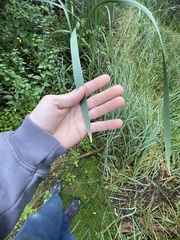 Typha latifolia