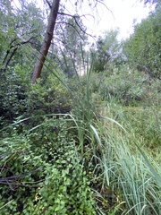 Typha latifolia