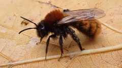 Andrena fulva