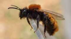 Andrena fulva