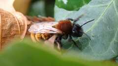 Andrena fulva