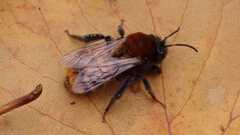 Andrena fulva