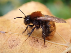 Andrena fulva