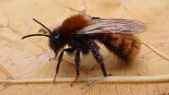 Andrena fulva