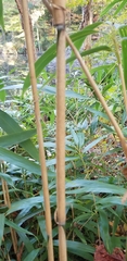 Pseudosasa japonica