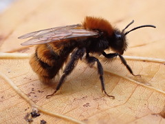 Andrena fulva