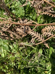 Myrmecia