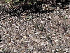 Aspidoscelis scalaris