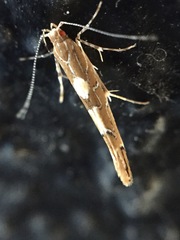 Pyroderces apparitella