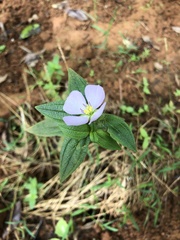 Pterolepis glomerata