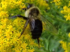 Bombus impatiens