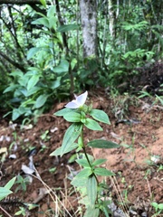 Pterolepis glomerata