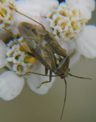 Lygus rugulipennis