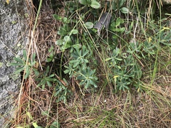 Daphne striata