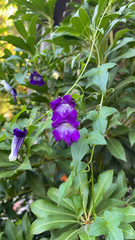 Maurandya antirrhiniflora
