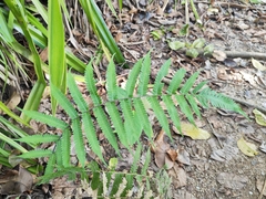 Christella parasitica