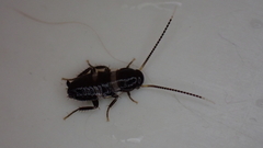 Periplaneta fuliginosa