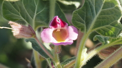 Proboscidea parviflora parviflora