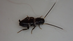 Periplaneta fuliginosa