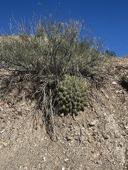 Echinocereus enneacanthus enneacanthus