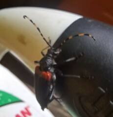 Stictoleptura canadensis