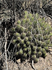 Echinocereus enneacanthus enneacanthus