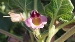 Proboscidea parviflora parviflora