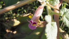 Proboscidea parviflora parviflora