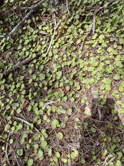 Centella uniflora