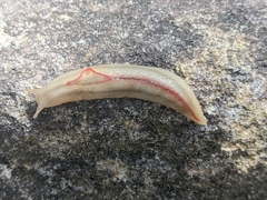 Triboniophorus graeffei