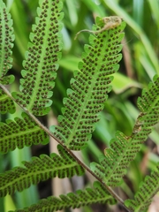 Christella parasitica