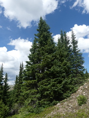 Abies lasiocarpa