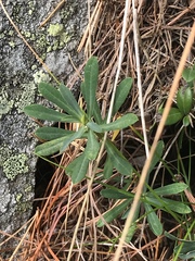 Daphne striata