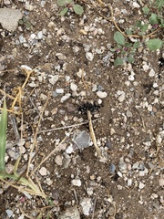 Montagnea arenaria