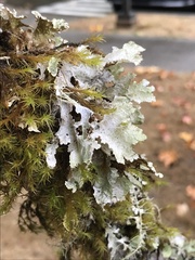 Platismatia norvegica