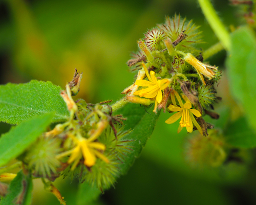Triumfetta tomentosa observed 2022-10-17