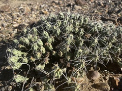 Grusonia aggeria