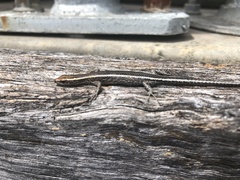 Cryptoblepharus