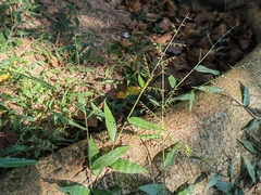 Oplismenus compositus