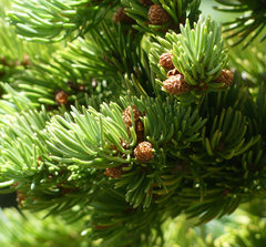Abies lasiocarpa