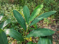Alpinia zerumbet