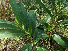 Alpinia zerumbet