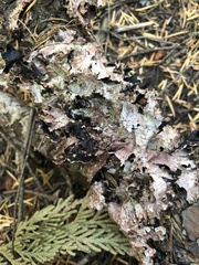 Peltigera collina