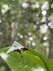 Ophiocordyceps unilateralis