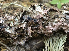 Peltigera collina