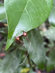 Ophiocordyceps unilateralis