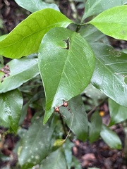 Ophiocordyceps unilateralis