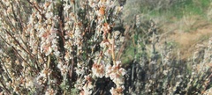 Eriogonum wrightii nodosum