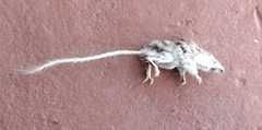 Chaetodipus penicillatus